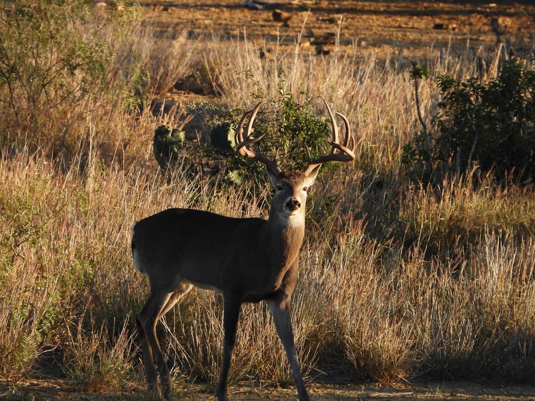 Whitetail deer in its natural habitat at El Estribo Ranch