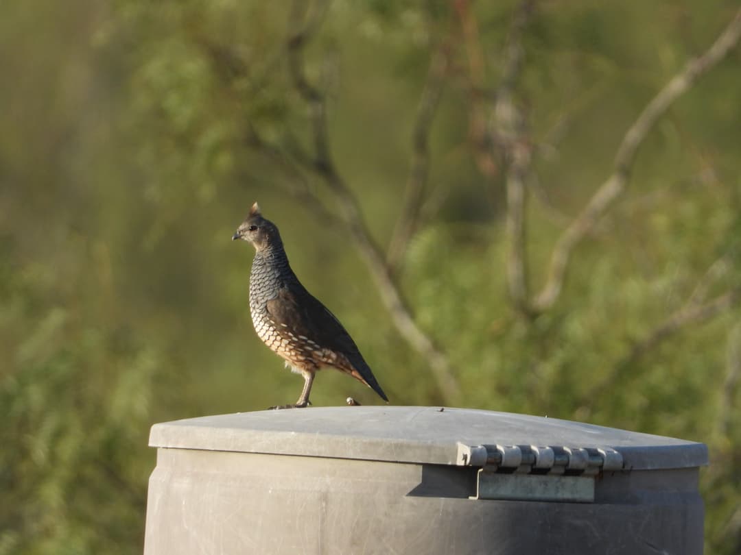 Bird watching in El Estribo's diverse ecosystem