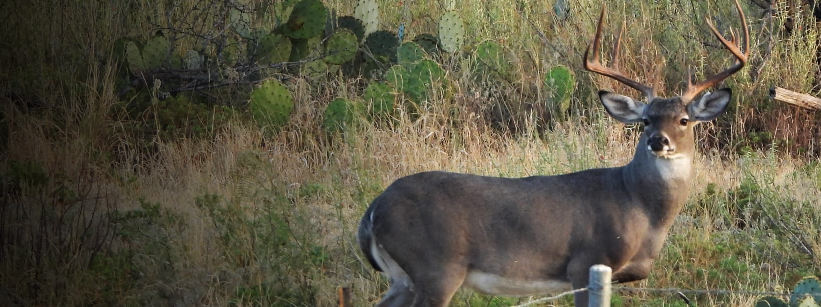 Whitetail Deer at Rancho el Estribo