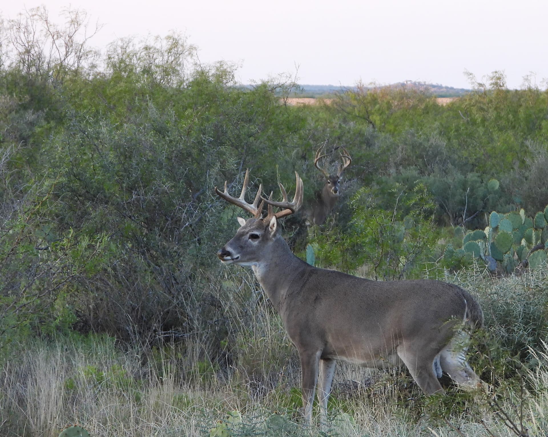 Hunter posing with a trophy buck featuring impressive antlers, surrounded by natural brush country.